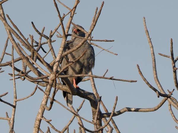 <h3>Melierax metabates / Dark chanting goshawk / Donkere zanghavik</h3>OM-1 Mark II with OLYMPUS M.150-400mm F4.5 TC, 1/2000 sec at F5.6, ISO 500, distance 75.5 m